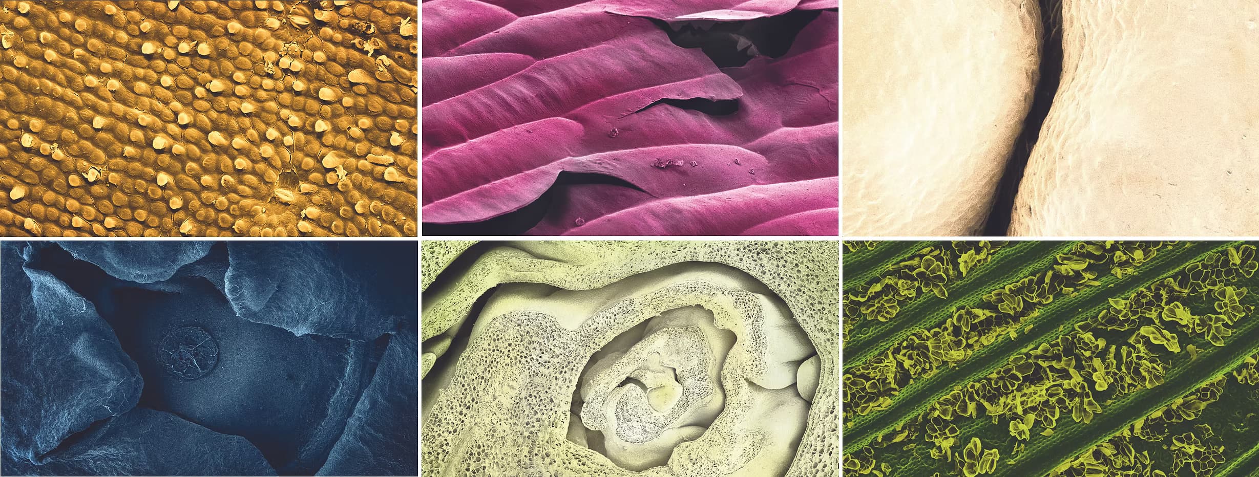 Food and Space — micro-worlds inside food